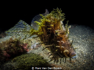 i am special by Marc Van Den Broeck 